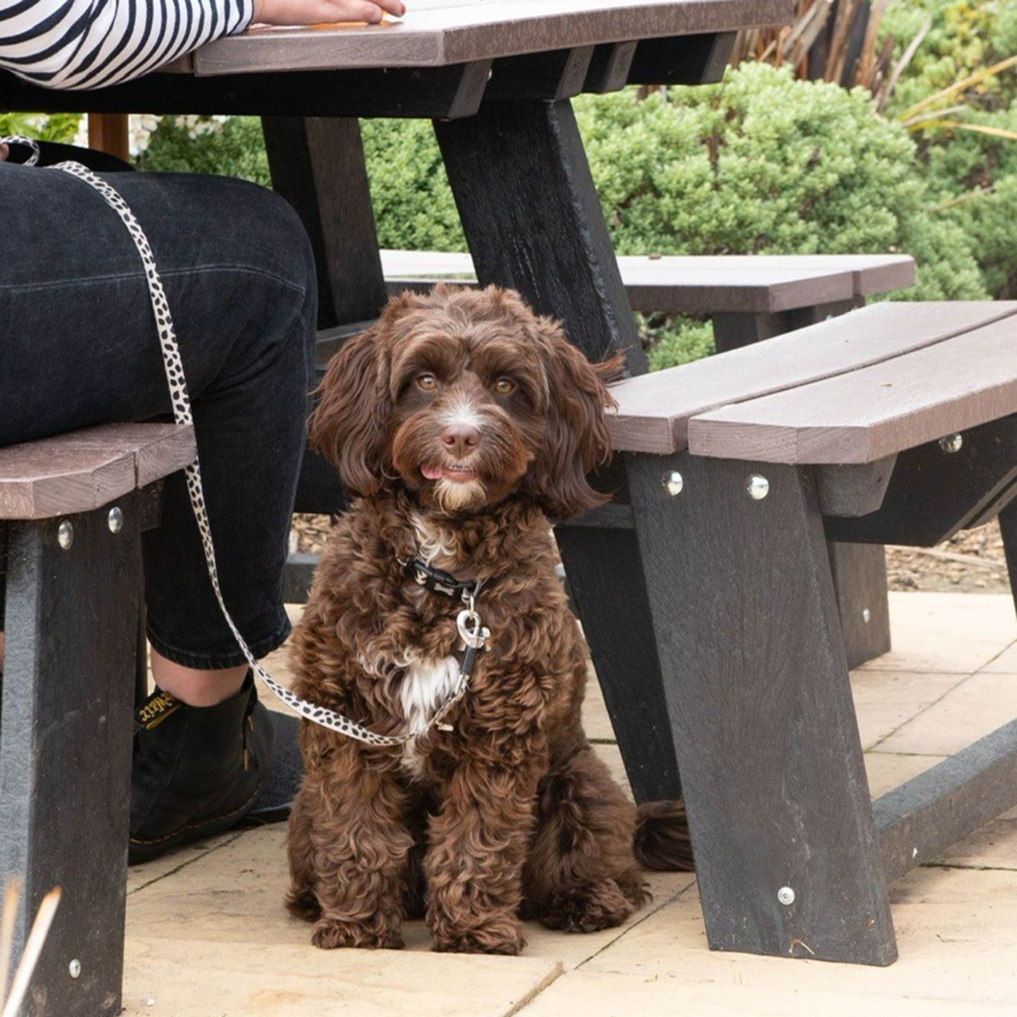 Your local dog friendly pub in Croydon